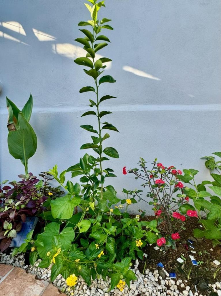 An Abundance Of Wildlife At Jungle Glory Home Abajo Manuel Antonio Exterior foto